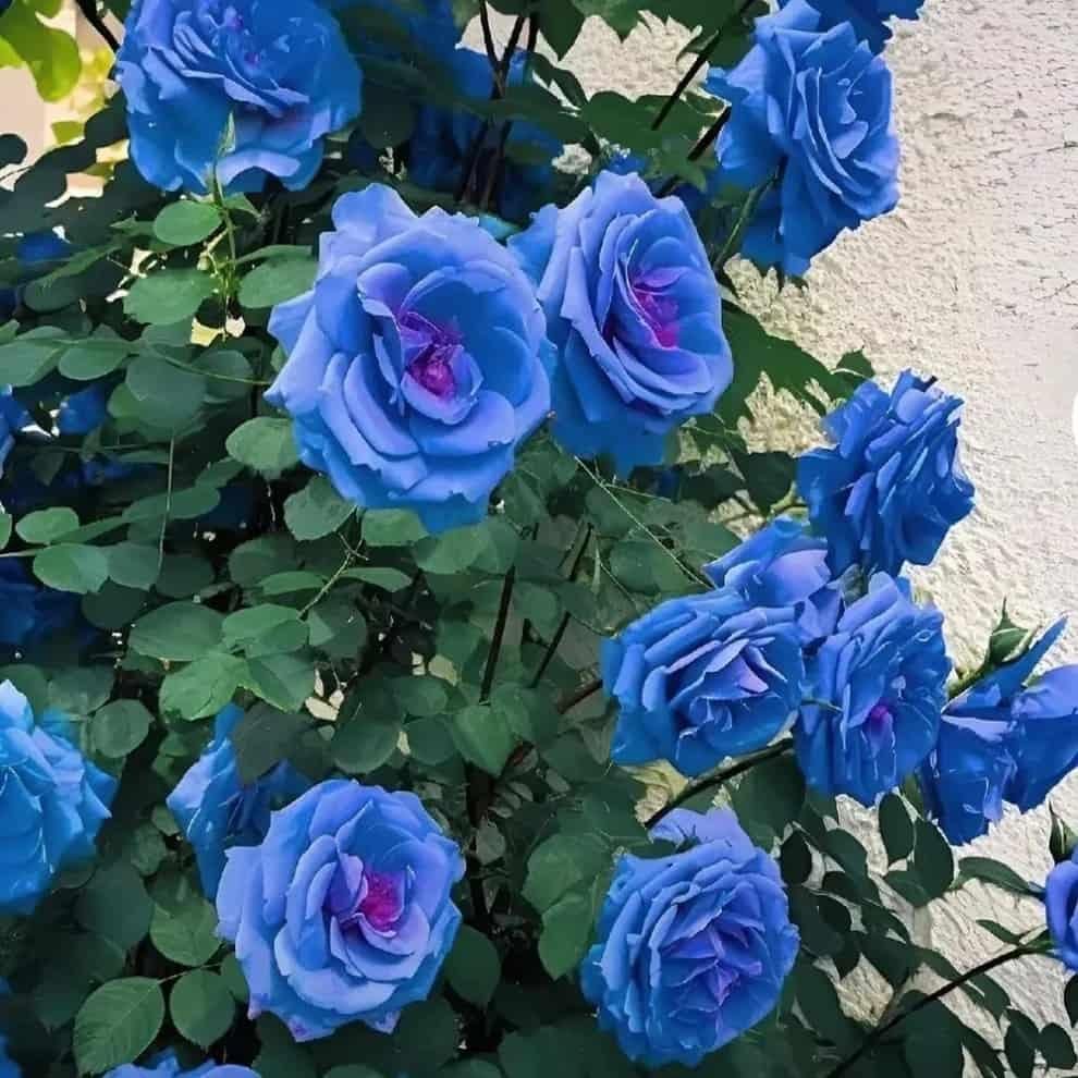 “Premium Imported Blue Climbing Rose Seeds – High Germination Guaranteed” Conveys quality and performance confidence