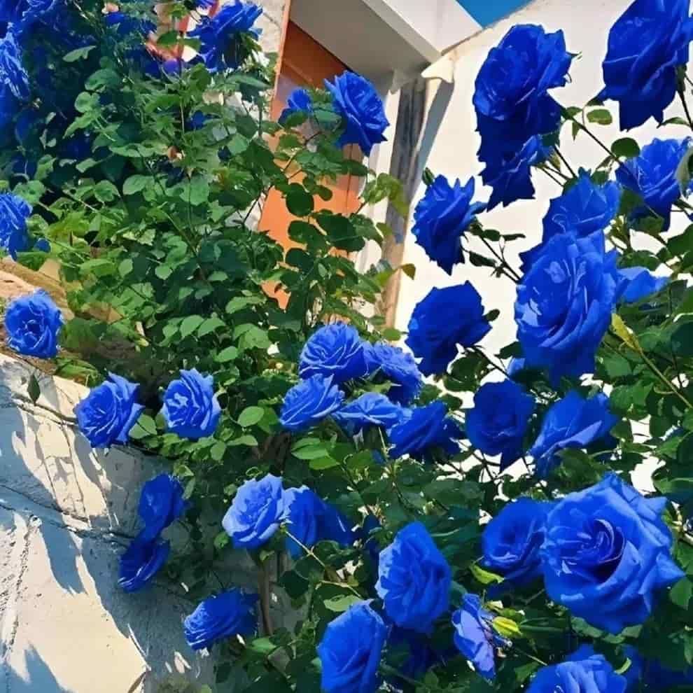 “Premium Imported Blue Climbing Rose Seeds – High Germination Guaranteed” Conveys quality and performance confidence