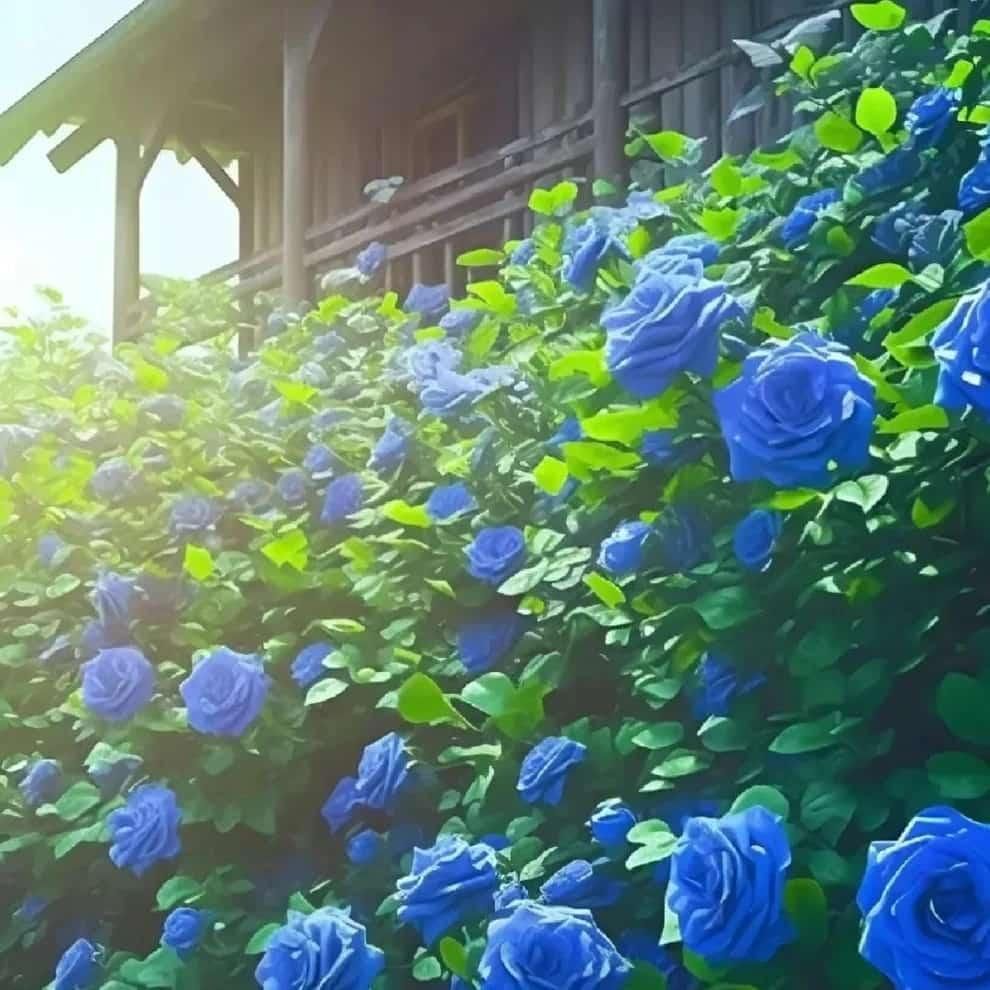“Premium Imported Blue Climbing Rose Seeds – High Germination Guaranteed” Conveys quality and performance confidence