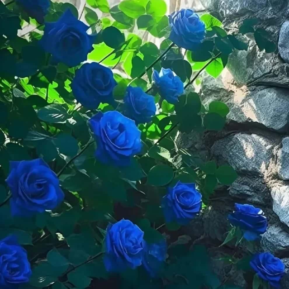 “Premium Imported Blue Climbing Rose Seeds – High Germination Guaranteed” Conveys quality and performance confidence