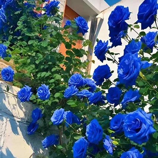 “Premium Imported Blue Climbing Rose Seeds – High Germination Guaranteed” Conveys quality and performance confidence